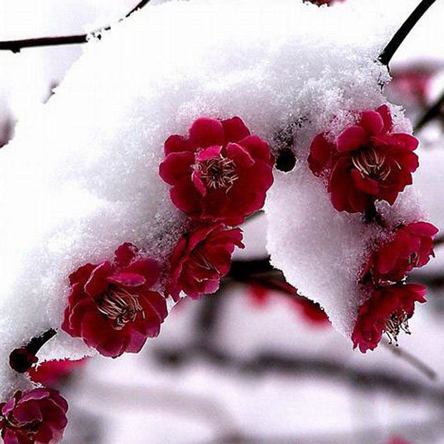 Prunus mume