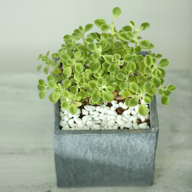 Plectranthus hadiensis tomentosus