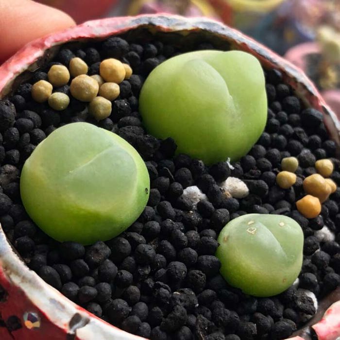 Conophytum ratum