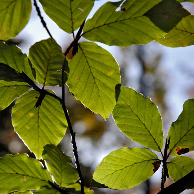 Fagus sylvatica