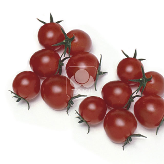 Cherry Tomato Pepe F1 Tiny Black Flies