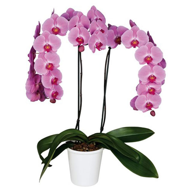 Phalaenopsis Surabaya