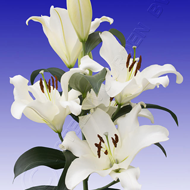 Lilium OT Motown Fine Webbing
