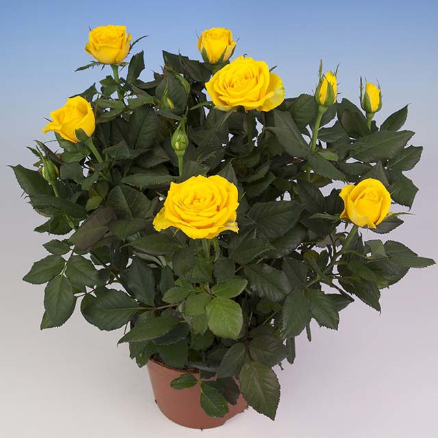 Mini Rose Yellow Star Sticky Leaves