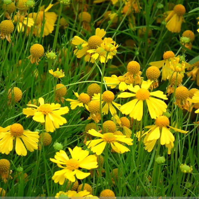 Helenium autumnale
