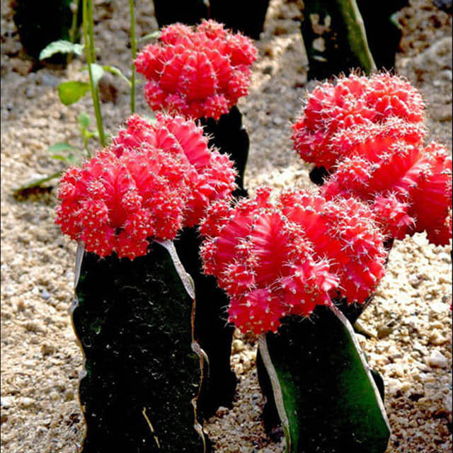 Gymnocalycium mihanovichii