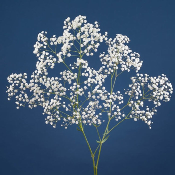 Gypsophila Xlence