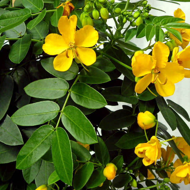Senna corymbosa