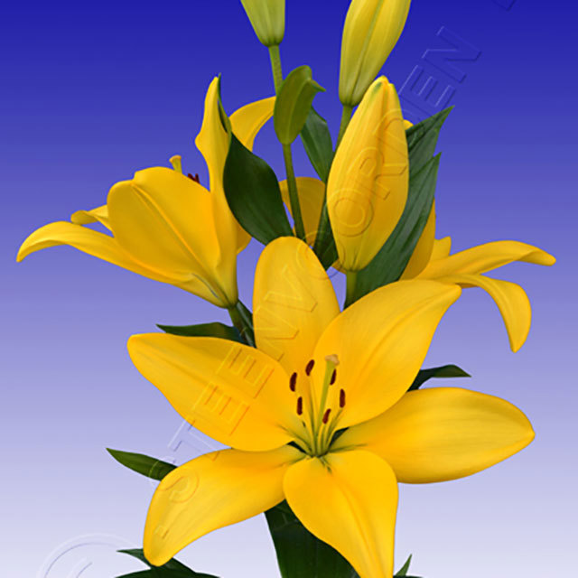 Lilium El Divo Fine Webbing