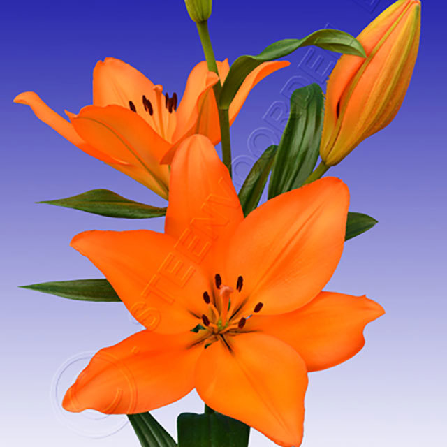 Lilium LA hybrid Millburn White Powder