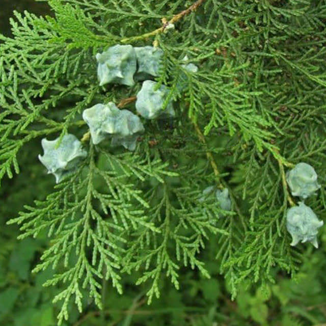 Thuja plicata