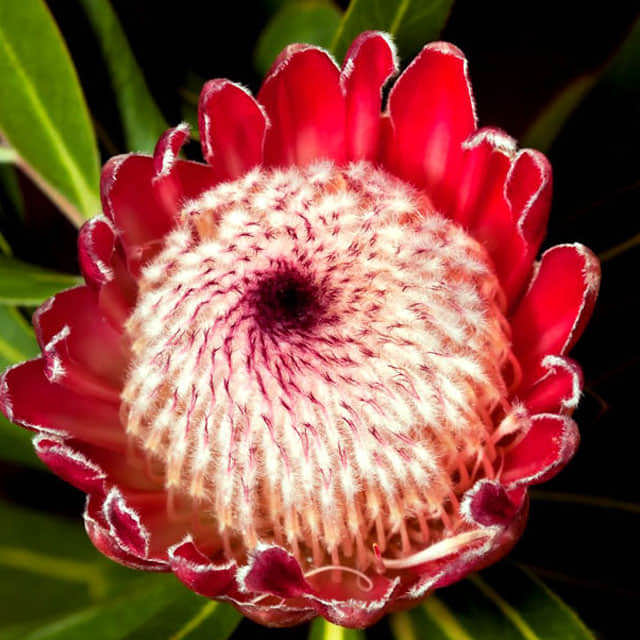 Protea magnifica