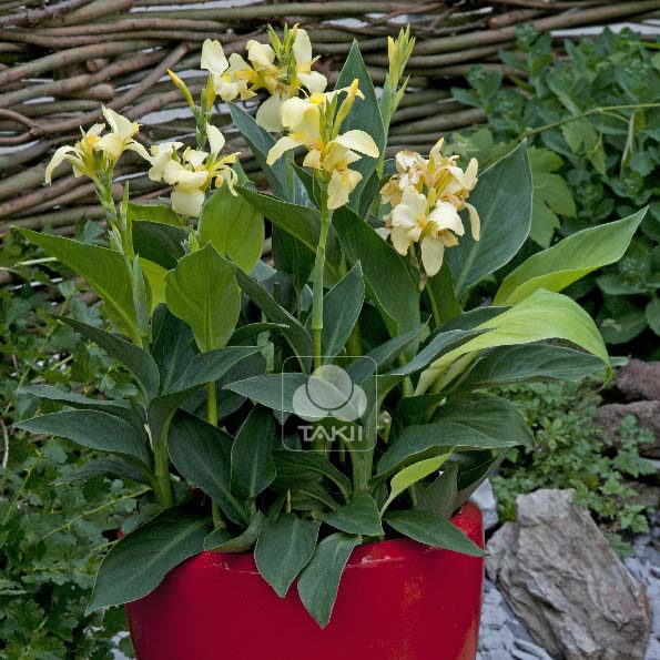 Canna Lemon 801