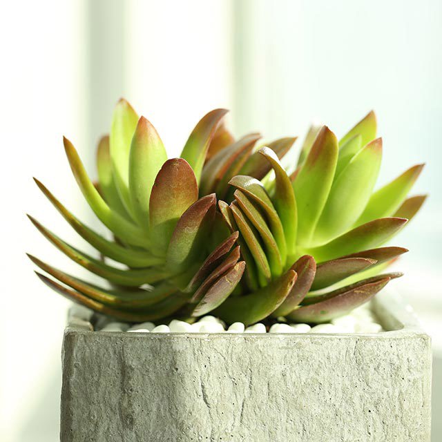 Crassula capitella Campfire