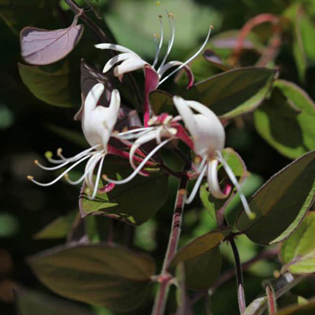 Lonicera hildebrandiana