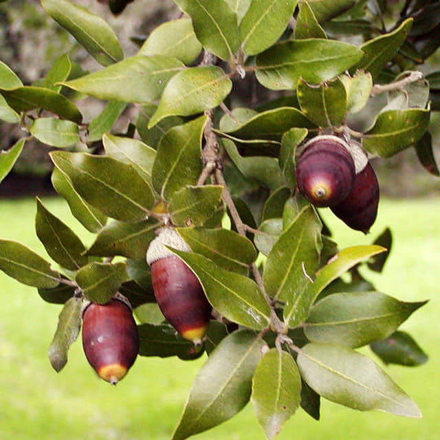 Quercus ilex