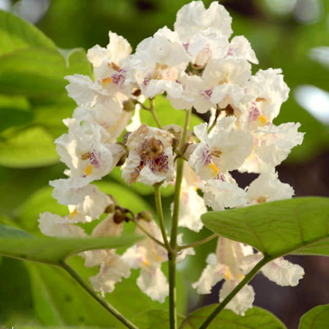 Catalpa speciosa