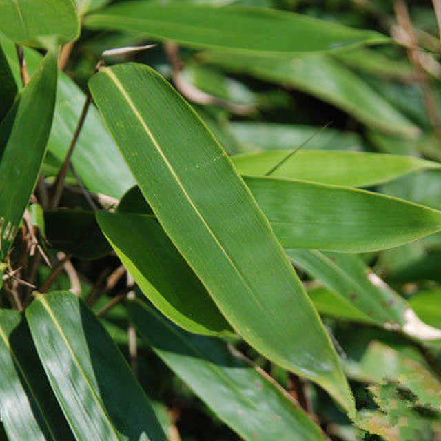 Indocalamus tessellatus