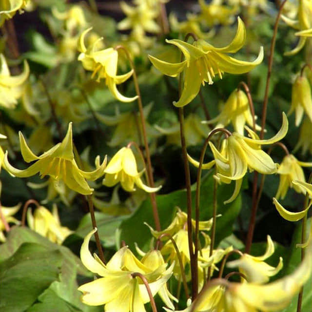 Erythronium americanum Pagoda