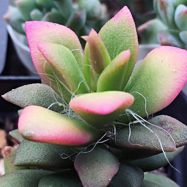 Anacampseros rufescens f. variegata