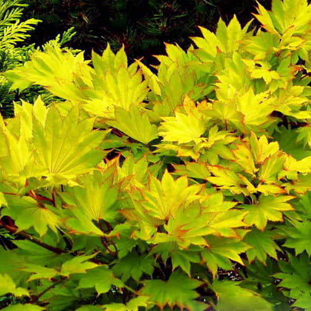 Acer shirasawanum