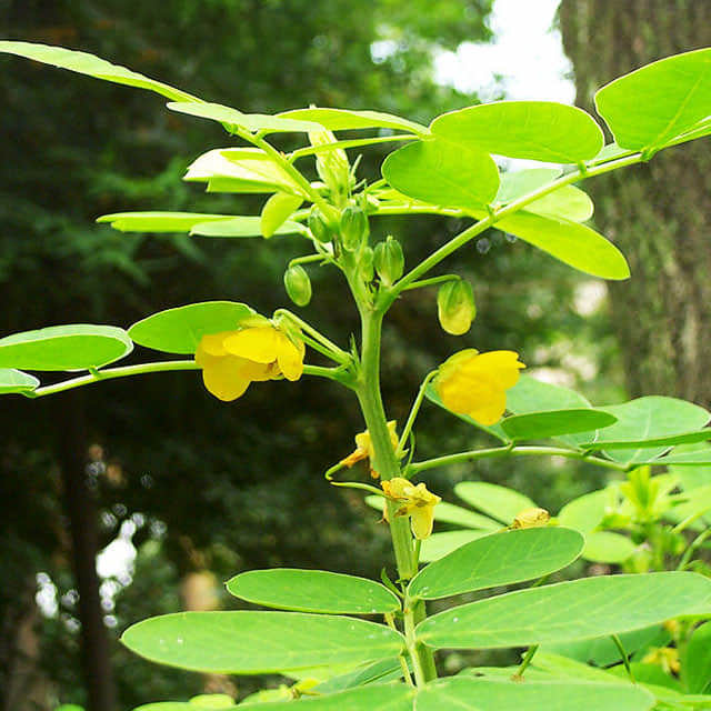 Cassia obtusifolia