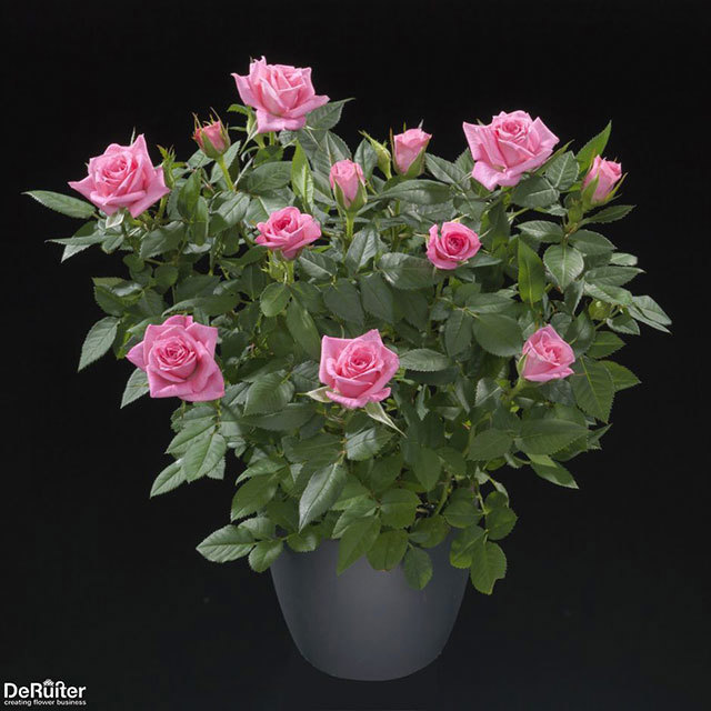 Mini rose Magenta Jewel Tiny Black Flies
