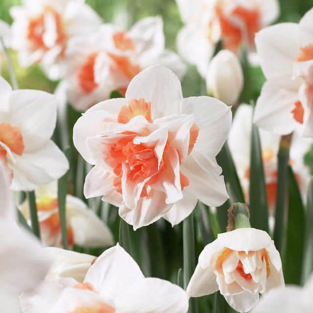 Narcissus Replete