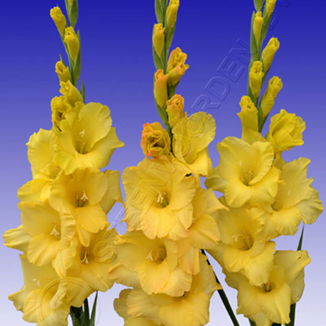Gladiolus Mozart