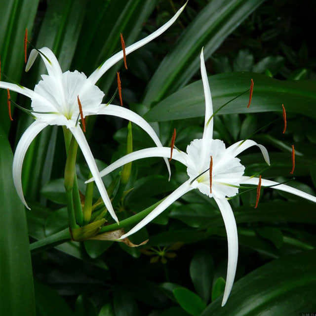 Arachnis