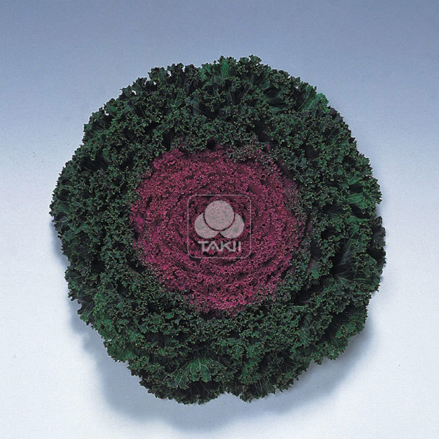 Brassica Kamome F1 Red