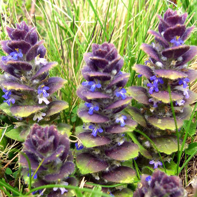 Ajuga pyramidalis