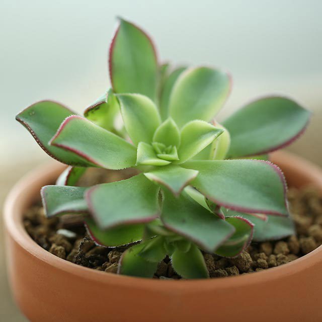 Aeonium decorum f. variegata Drooping Leaves