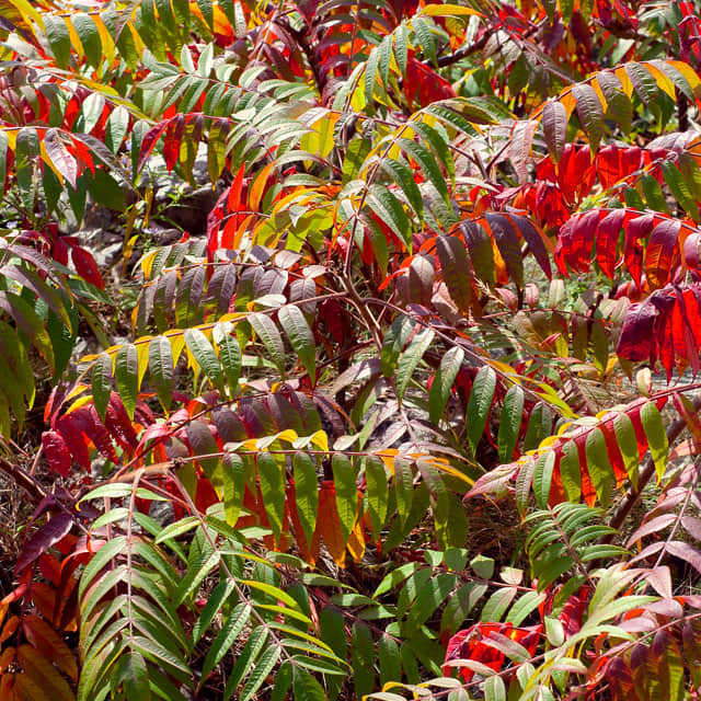 Rhus typhina