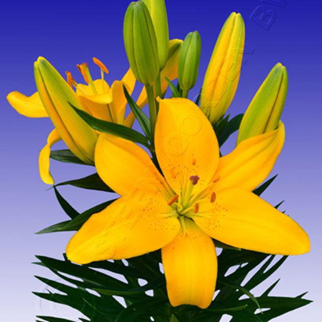 Lilium Yellow Baby Sudden Leaf Drop