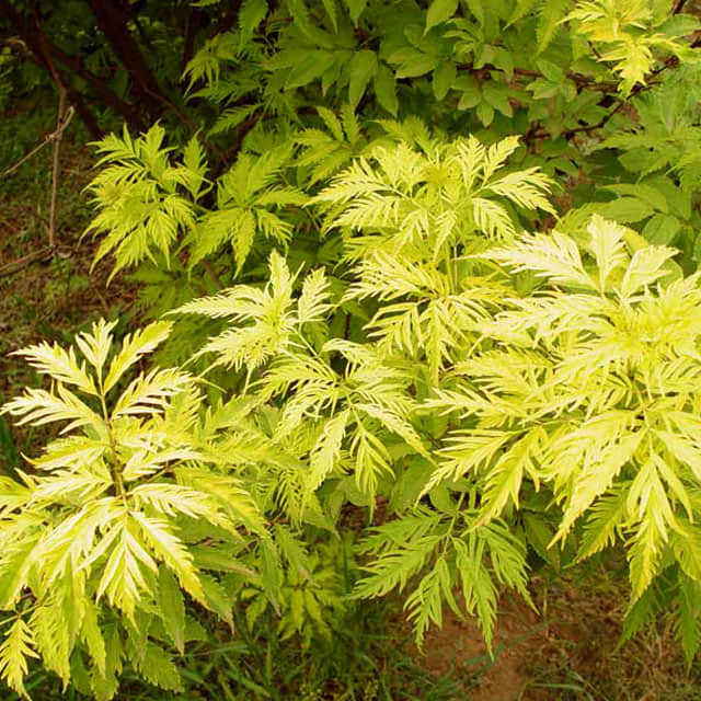 Sambucus racemosa