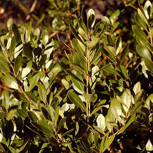 Ilex glabra
