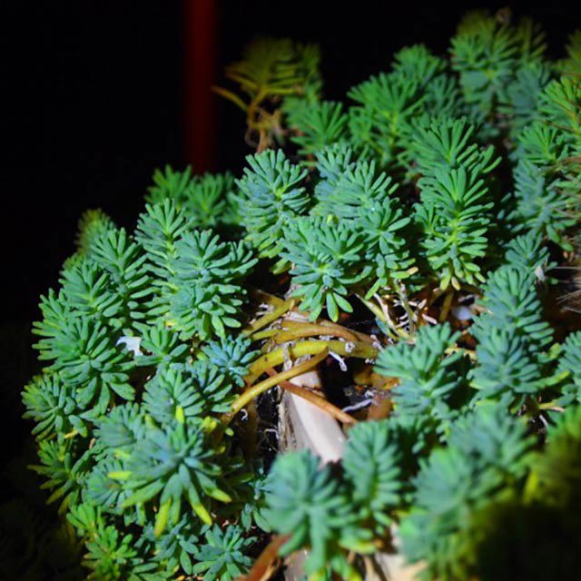 Sedum hispanicum