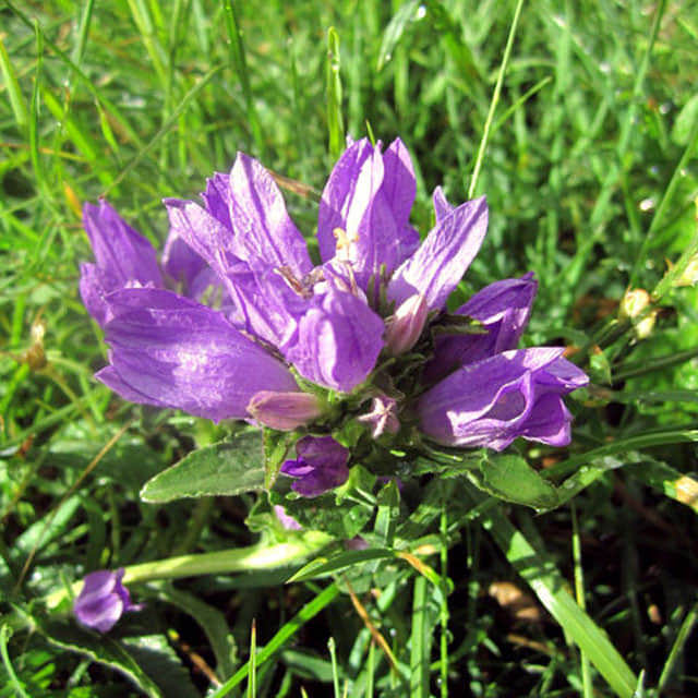 Campanula glomerata