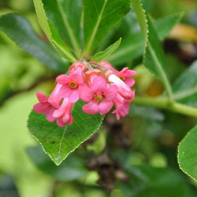 Escallonia exoniensis