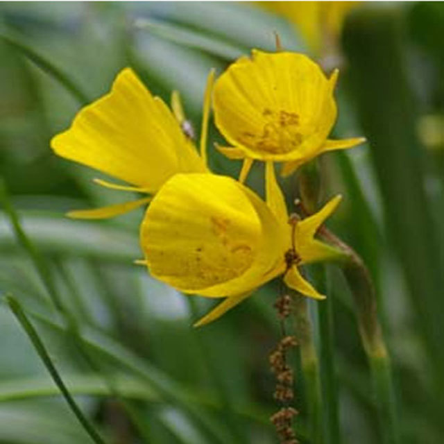 Narcissus Golden Bells