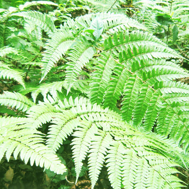 Cyrtomium fortunei