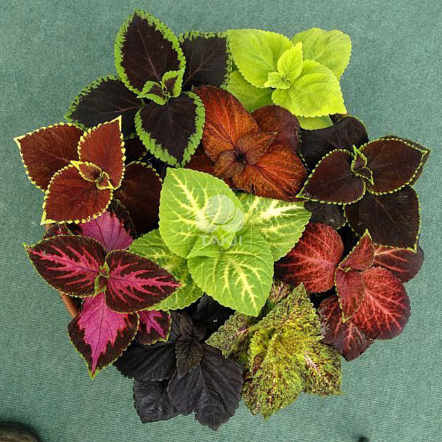 Coleus Formula Mix