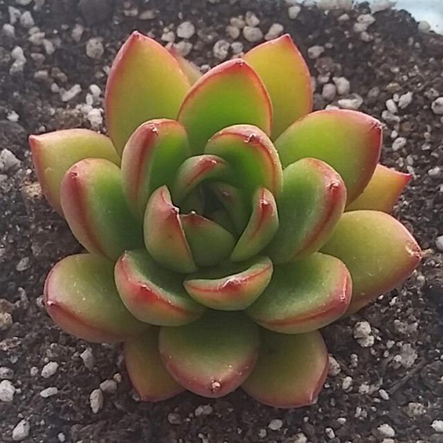 Echeveria agavoides Christmas Eve Drooping Leaves
