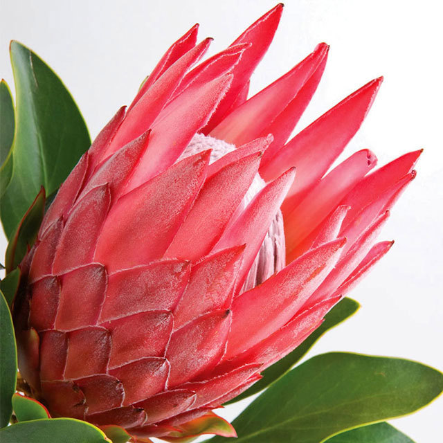 Protea Madiba