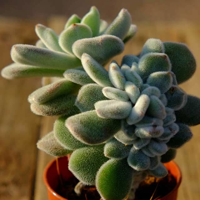 Echeveria pulvinata Frosty Drooping Leaves