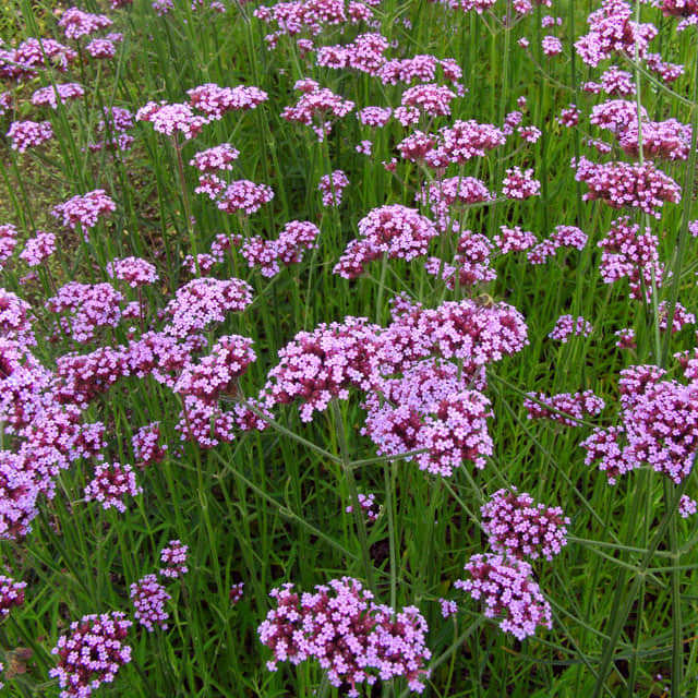 Verbena bonariensis