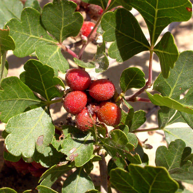 Rhus aromatica