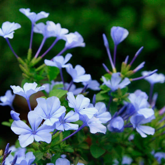 Plumbago capensis