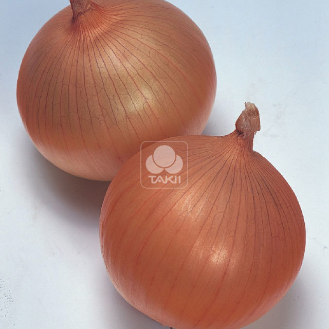 Onion Takstar F1 Sticky Leaves